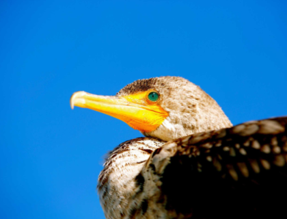A closeup of a Double-crested Cormorant with a bright blue eye with a blue sky in the background