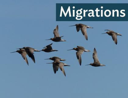 Flock of Bar-tailed Godwits in flight against a clear sky