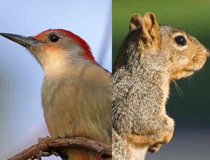 A Red-bellied Woodpecker and a Fox Squirrel