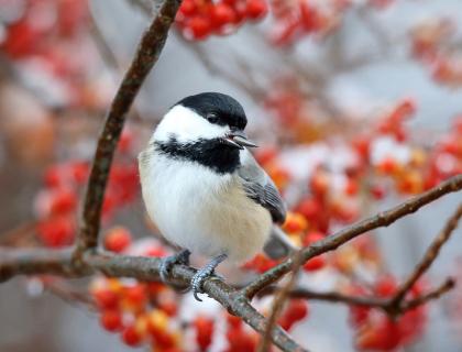 Black-capped Chickadee holding a sunflower seed in its beak while sitting on fruiting branch
