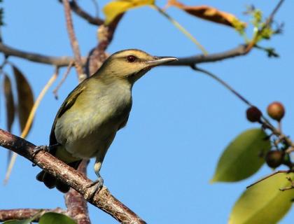 Black-whiskered Vireo also known as "Julián Chiví" facing the viewer and looking to its left