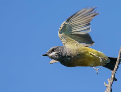 A Cassin's Kingbird taking off from a branch against a blue sky