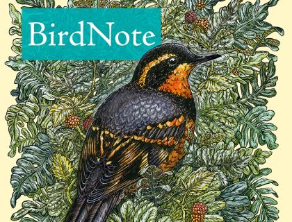 BirdNote logo, an illustration of Varied Thrush against greenery with the word BirdNote on a blue bar 