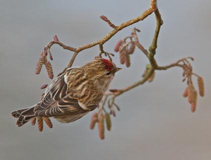 A small bird with brown and gold patterned wings and back, with a vivid red patch on its head, clings to a slender branch.