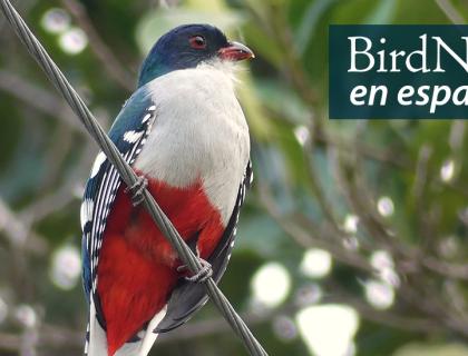 A bird with white breast, red underparts, dark blue head and wings is perched on a diagonal wire with leafy branches behind it. "BirdNote en español" appears in the top right corner.