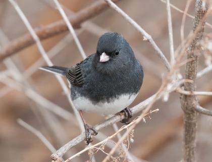 A small plump bird with dark charcoal-color plumage, pink beak, and white belly is perched on slender dry branches.