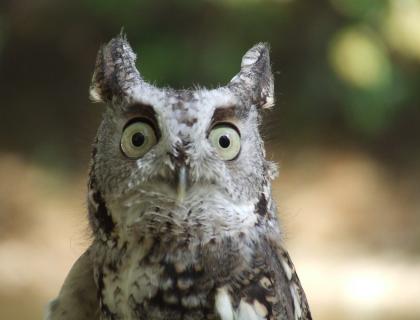 Eastern Screech Owl with its round yellow eyes looking particularly startled as it faces toward the viewer