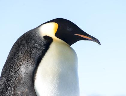 Emperor Penguin in sunlight, head turned to its left, black and white "tuxedo" pattern plumage glistening.