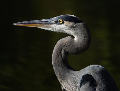 A Great Blue Heron faces to viewers' left, with its curving neck and very long sharp beak in filtered light