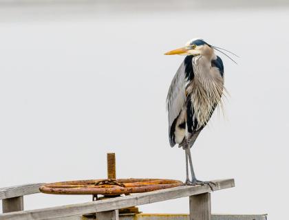 Great Blue Heron standing alone on a dock 