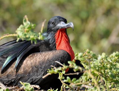 A male Great Frigatebird rests atop branches, sunlight on his dark plumage, bright red throat, and long hooked beak.