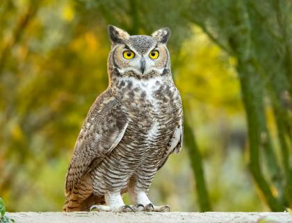 A Great-Horned Owl stands facing the viewer, showing its bright yellow eyes, and the tufted feathers ("plumicorns") atop its head.