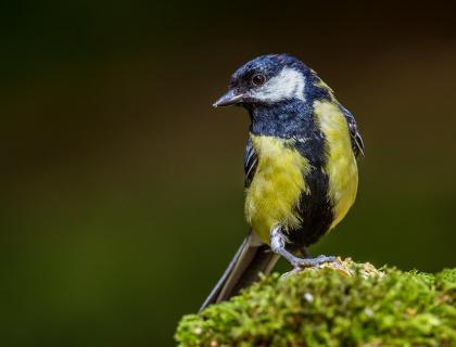 A Great Tit facing the camera, head turned to its right, with yellow breast and large vertical black stripe up the center and around the throat.
