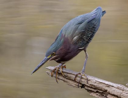 Green Heron looks intently at the surface of water as it perches on a low branch.