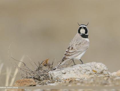 A male Horned Lark facing the viewer while perched on a pale rock against a soft light brown background