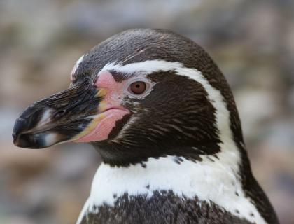 A close up view of a Humboldt Penguin in profile, showing its large black beak, dark head with white stripe, and pink cheeks.