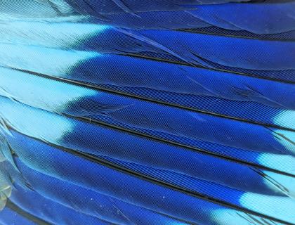 Close-up look at a bird's outstretched wing feathers that are light blue with a band of vivid dark blue across them