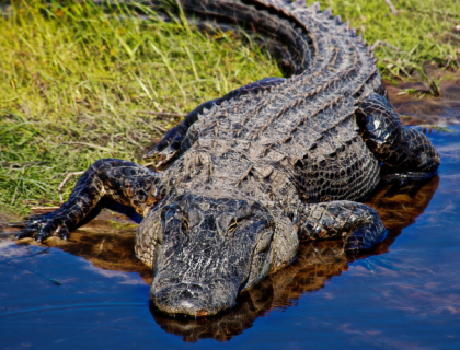 An American Alligator entering shallow water from a bank