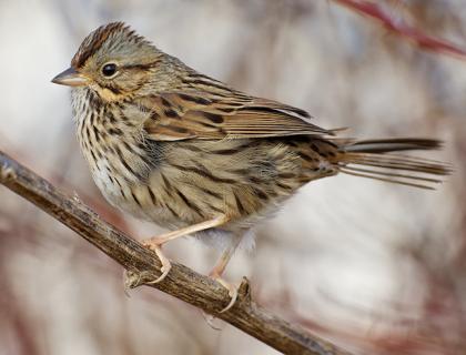 Lincoln's Sparrow