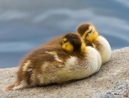 Two Mallard ducklings snoozing on a cement bank by the water, their beaks tucked beneath their wings