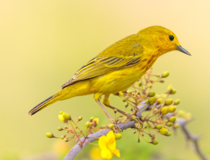 A Yellow Warbler perches on a branch with yellow flowers