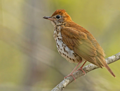 A Wood Thrush perches on a branch in profile, in soft sunlight