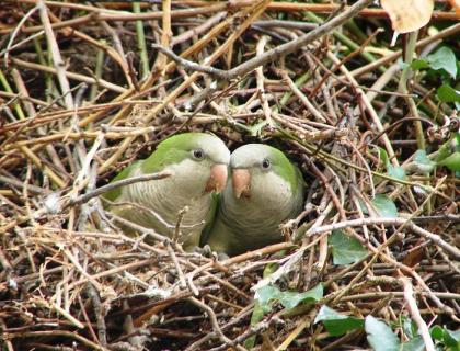 A pair of small green parrots peer out from an opening in a large nest made of sticks and branches.
