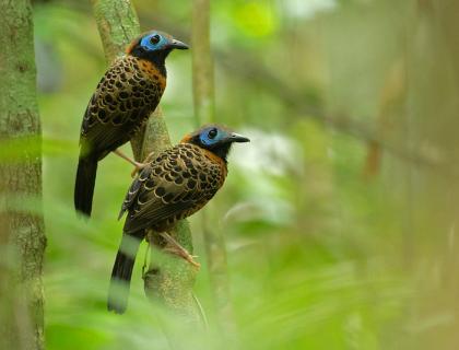 Pair of Ocellated Antbirds perched in Panamanian forest