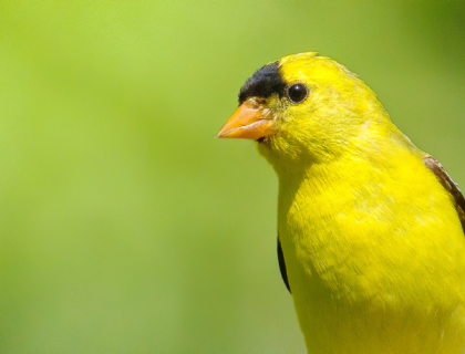 A male American Goldfinch in profile against a green background.