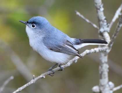 A male Blue-gray Gnatcatcher perched on a thin gray branch against a green background.