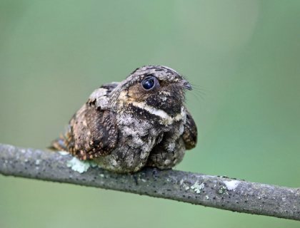 A whip-poor-will perched on a thin branch against a green background.