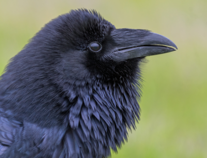 A close-up view of a Common Raven
