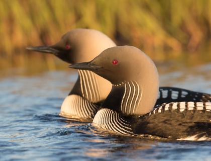 A Pair of Pacific Loons swim close together in a calm lake