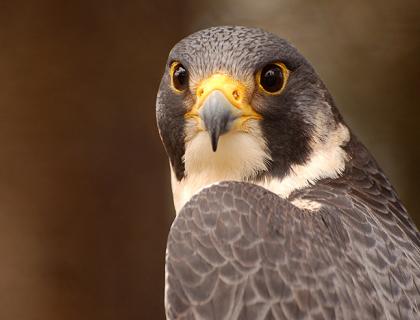Peregrine Falcon looking toward the camera over its left shoulder. 