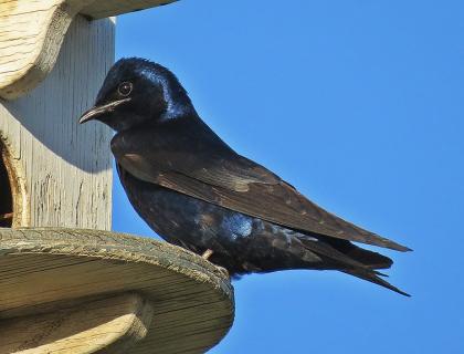 Purple Martin perched at a nest box