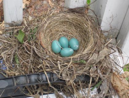 An American Robin's nest built atop a car battery on a porch in New Hampshire