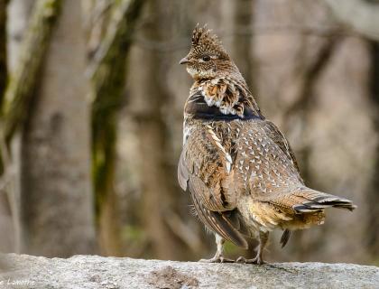 A male Ruffed Grouse standing on a log, with trees in the background