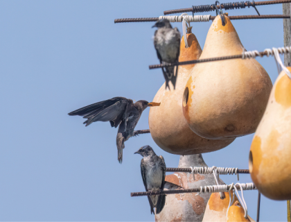 A colony of Purple Martins nesting in hanging gourds.