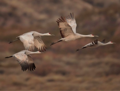Four Sandhill Cranes flying against a mountain backdrop.
