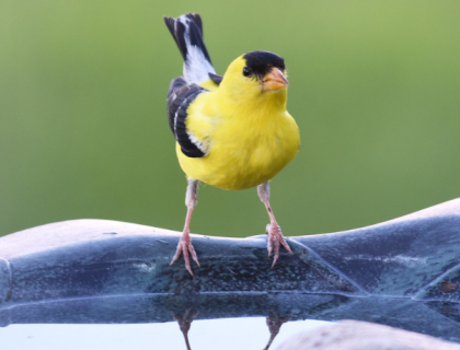 A male American Goldfinch perched on the rim of a clean birdbath against a green background.