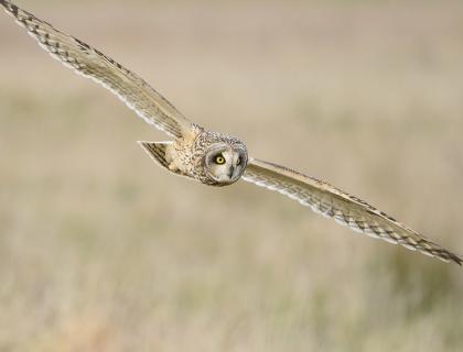 A Short-eared Owl glides through the air over a field, showing its bright yellow eyes and very wide wingspan.