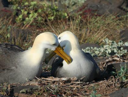 Pair of Waved Albatross, one sitting at nest, their beaks/heads touching, at Espanola, Galapagos