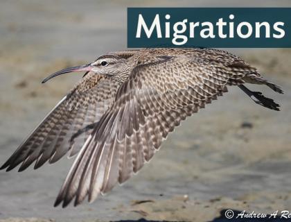 A Whimbrel in flight