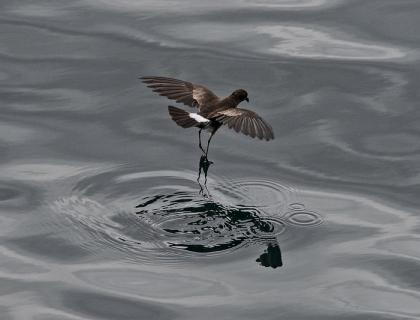 A dark brown bird with wings outstretched as its long slender legs just touch the surface of the water