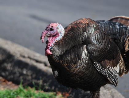 A male Wild Turkey stands at the side of an urban road, his iridescent feathers shining in sunlight, his bald head and red wattles displayed.