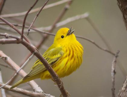 Yellow Warbler singing, and showing bright yellow body with vertical rust colored stripes