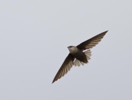Chimney Swift in flight