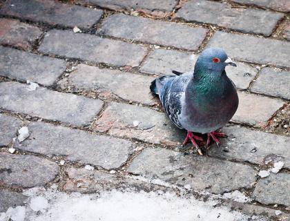 Pigeon on cobblestone street