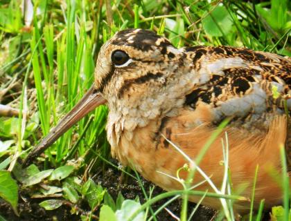 American Woodcock