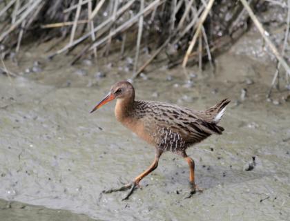 Ridgeway's Rail walks delicately across mud at water's edge, showing its long legs and toes, and a sharp long beak.